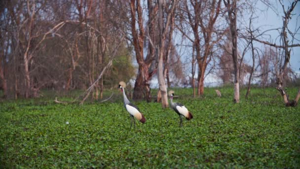 Kenijski Crown-Crane wykonujący taniec godowy — Wideo stockowe