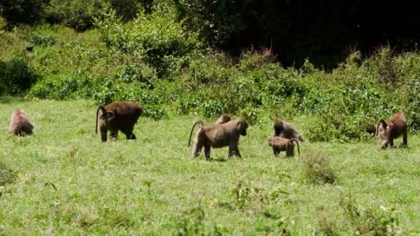 Los babuinos caminan alrededor de un bosque subsahariano. — Vídeo de stock