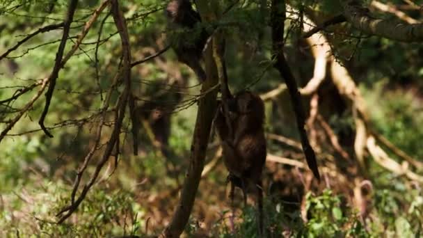 Apen klimmen in de takken van hoge bomen — Stockvideo