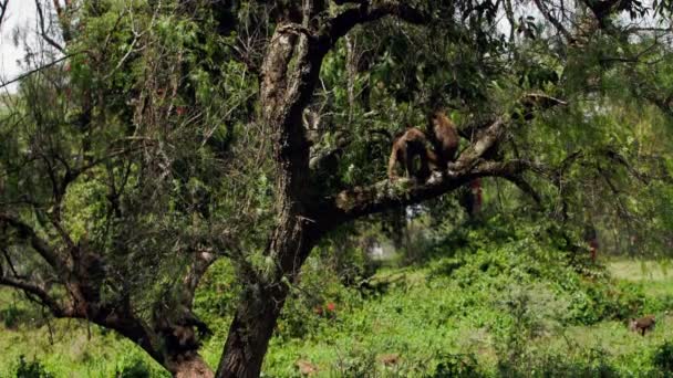 Ein Affe durchläuft ein zweites Affenfell — Stockvideo