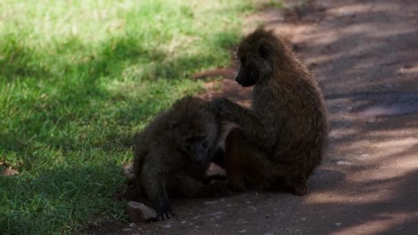 Een aap gaat door een tweede apenvacht. — Stockvideo