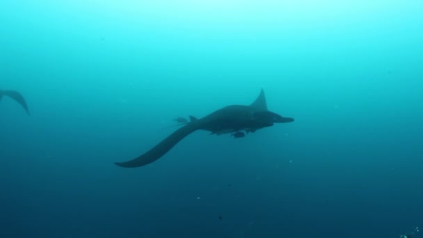 Gigantesco nero Oceanic Manta pesce galleggiante su uno sfondo di acqua blu — Video Stock