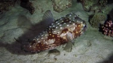 Deniz tabanına yakın yüzen bir kirpi balığı.