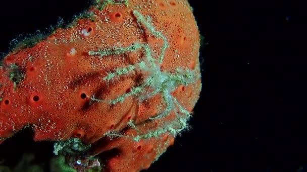 Un petit crabe vert poilu assis sur un rocher — Video