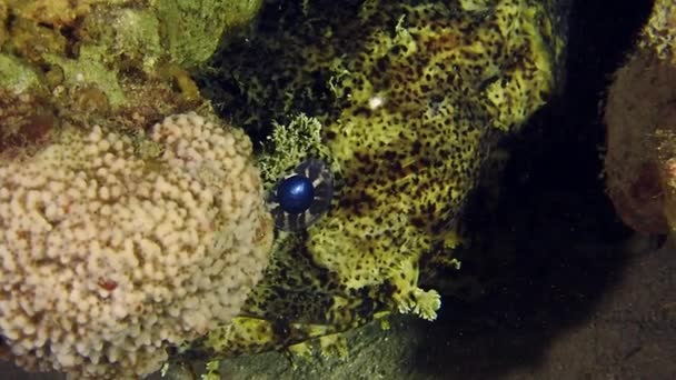 Maskovaná ryba skrývající se v podmořské jeskyni — Stock video