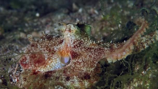 Uvolněná maskovaná chobotnice na mořském dně — Stock video