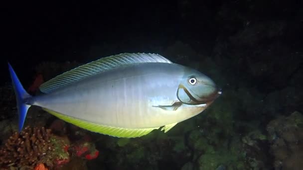 Ein großer silberner Fisch mit gelben und blauen Flossen — Stockvideo