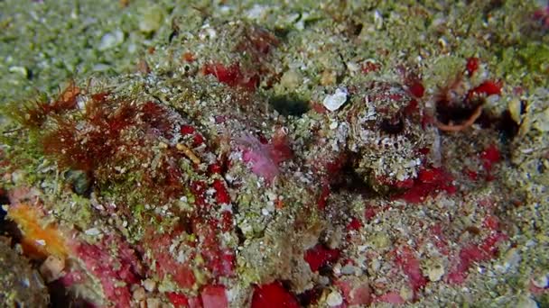 Getarnte purpurrote Steinfische liegen auf dem Boden — Stockvideo