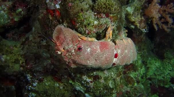 Una zapatilla roja brillante langosta arrastrándose sobre un arrecife. — Vídeos de Stock