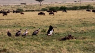 Bir bozkırda hayvan leşinin üzerinde oturan akbabalar.