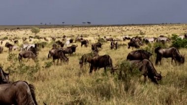 Afrikalı Bufalolar ve zebralar bir ovada çobanlık yapıyor.