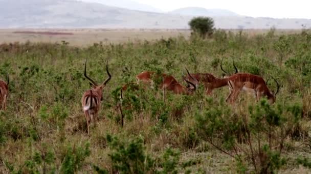 Una gazzella che cammina attraverso una savana — Video Stock