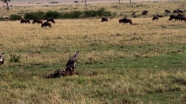 Kulturer som sitter på ett djurkadaver i en savann — Stockvideo