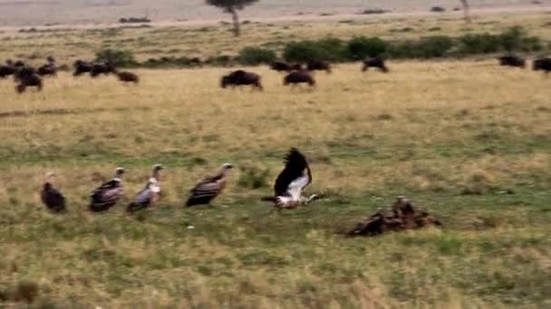 Gieren zittend op een dierenkarkas in een savanne — Stockvideo