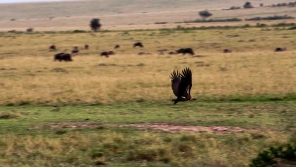 Vultures sitting on an animal carcass in a savanna — Stock Video