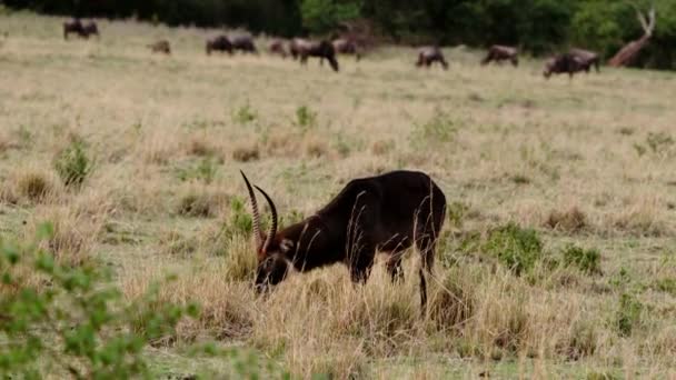 Gehoornde Afrikaanse waterbok eten gras in een Savanne — Stockvideo