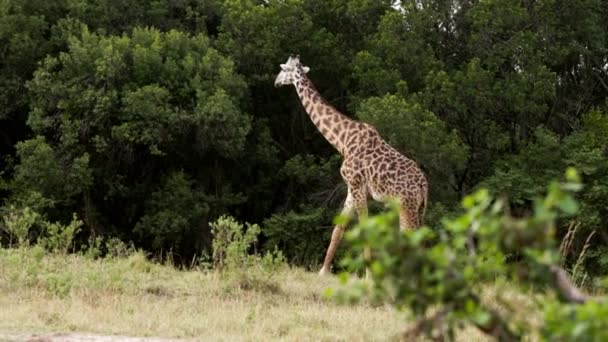 En giraff äter löv från ett högt grönt träd. — Stockvideo
