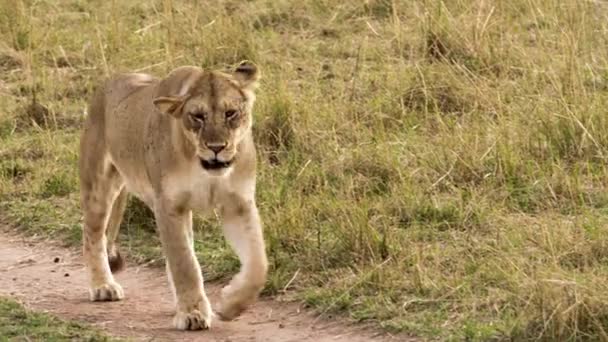 Een oudere leeuwin die door een savanne loopt — Stockvideo