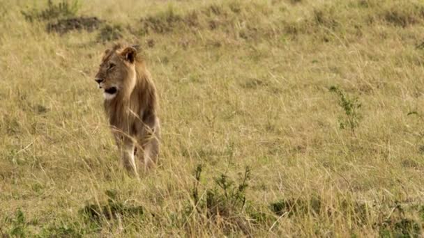 An elderly lioness walking through a savanna — Stock Video