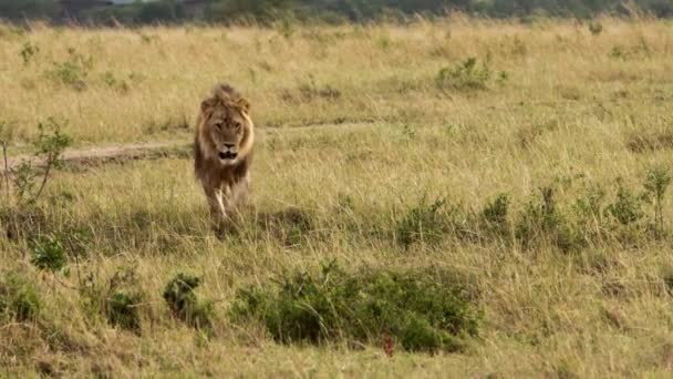 Uma leoa idosa caminhando por uma savana — Vídeo de Stock