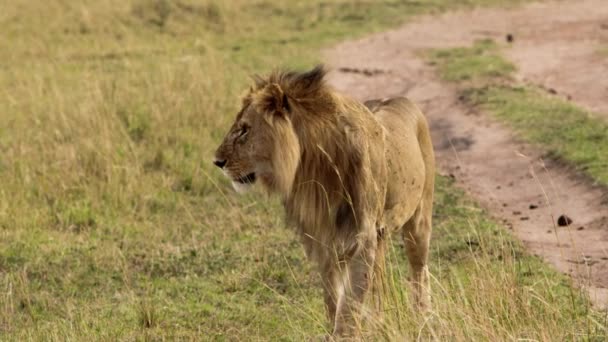 Yaşlı bir dişi aslan bir savanada yürüyor. — Stok video