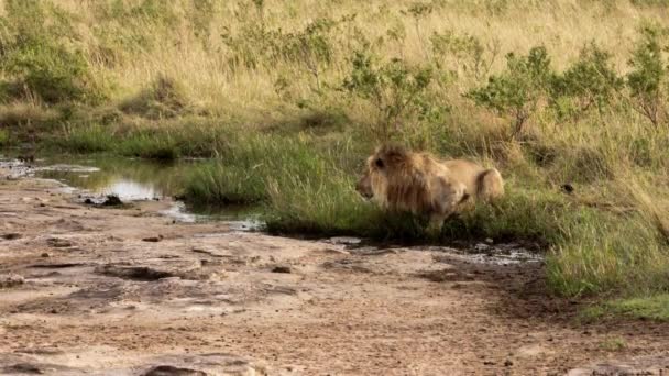 Uma leoa idosa caminhando por uma savana — Vídeo de Stock