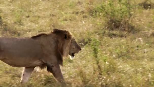 Yaşlı bir dişi aslan bir savanada yürüyor. — Stok video