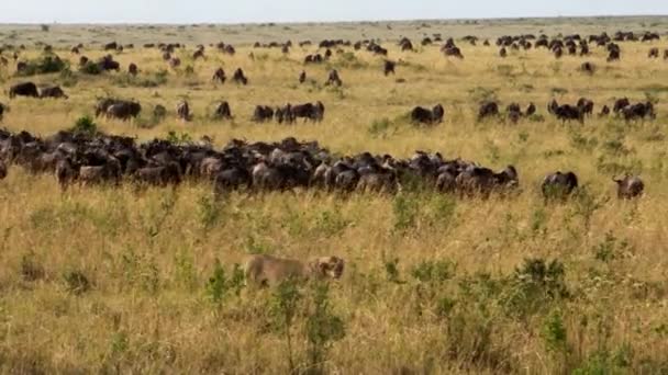 Een grote leeuwin stalkende kudde Afrikaanse buffels. — Stockvideo