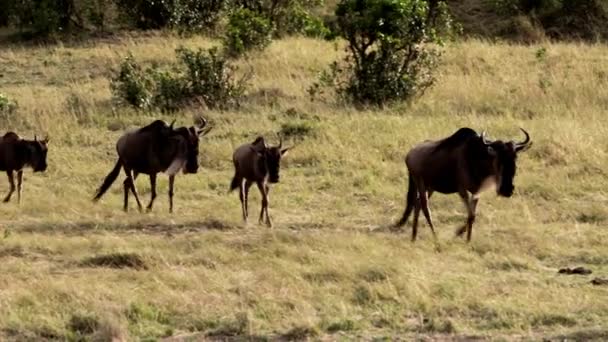 En stor lejoninna som förföljer flockar av afrikanska bufflar. — Stockvideo