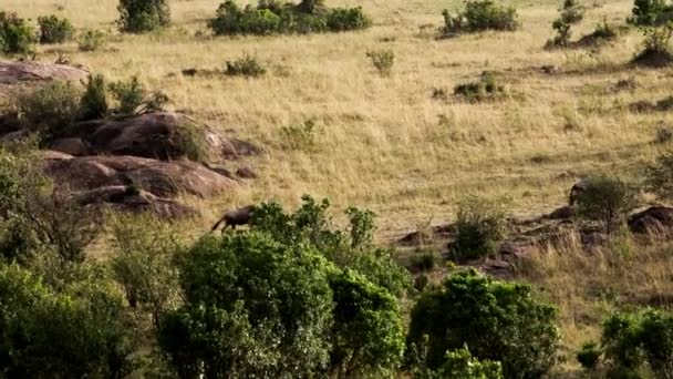 Uma grande leoa perseguindo rebanho de búfalos africanos. — Vídeo de Stock