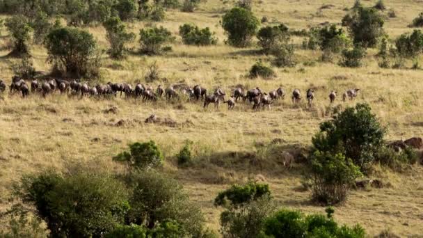 En stor lejoninna som förföljer flockar av afrikanska bufflar. — Stockvideo