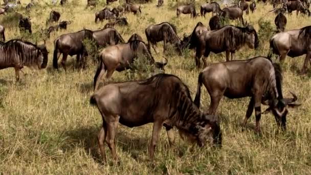 Африканские буйволы и зебры, пасущиеся в саванне — стоковое видео