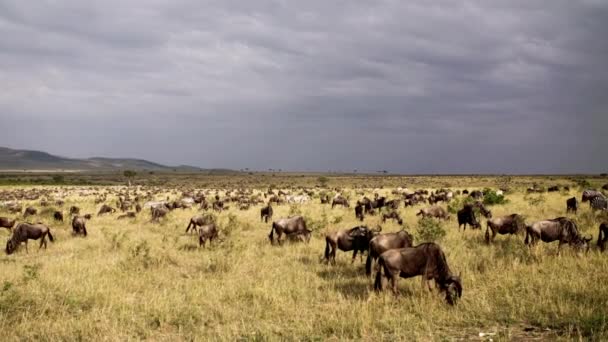 Afrikanska bufféer och zebror som vallfärdar i en savann — Stockvideo