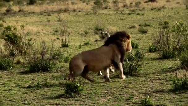 아프리카 들소 떼를 추격하는 거대 한 암 사자. — 비디오
