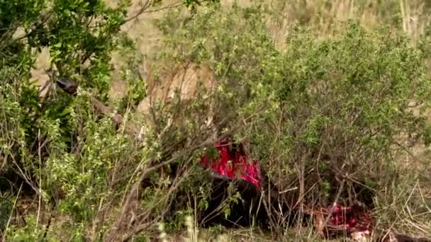 Deux lions mangeant une grosse carcasse d'animal. — Video