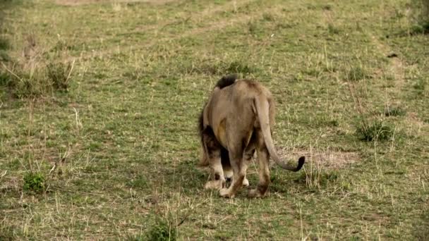 Un orgullo de leones se sienta en las llanuras de sabana de África en safari. — Vídeo de stock