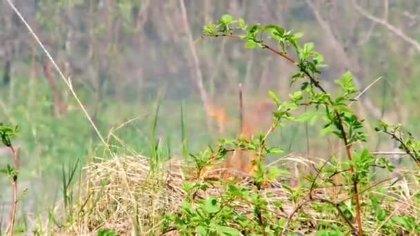 Gros plan sur l'herbe sèche brûlante. — Video