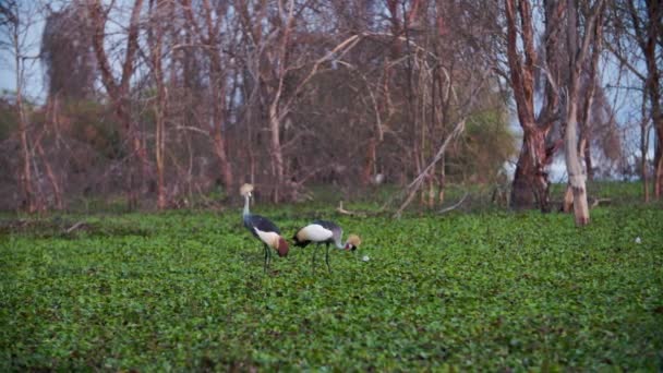 Ένας Κενυάτης Crown-Crane κάνει ένα χορό ζευγαρώματος — Αρχείο Βίντεο