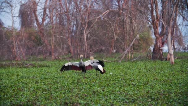 Ένας Κενυάτης Crown-Crane κάνει ένα χορό ζευγαρώματος — Αρχείο Βίντεο