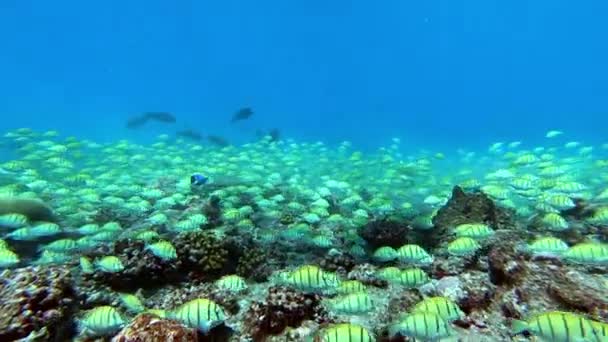 Ecole de thon sur fond bleu de mer sous-marine à la recherche de nourriture. Plan au ralenti. — Video