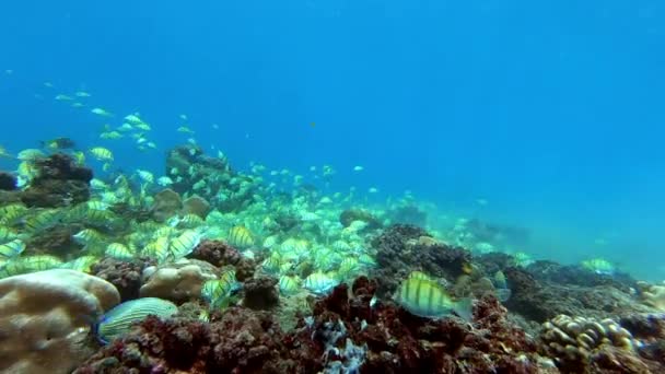 Σχολείο των ψαριών τόνου σε μπλε φόντο της θάλασσας υποβρύχια σε αναζήτηση τροφής. Αργή κίνηση. — Αρχείο Βίντεο