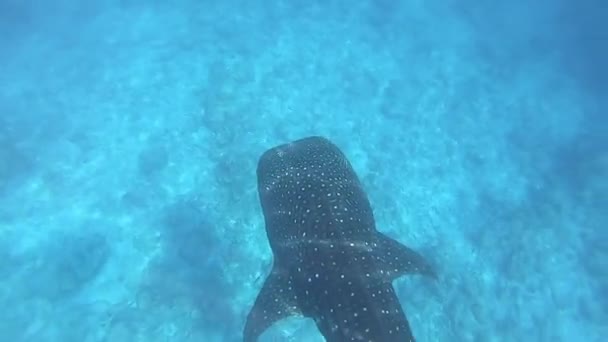 Велика китова акула Rhincodon наводить нас на планктон за човном у Мальдівах. — стокове відео
