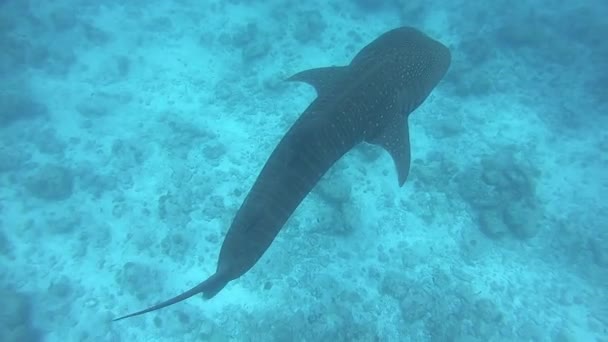 Velká velryba žralok Rhincodon typus krmení na plancton za lodí na Maledivách — Stock video