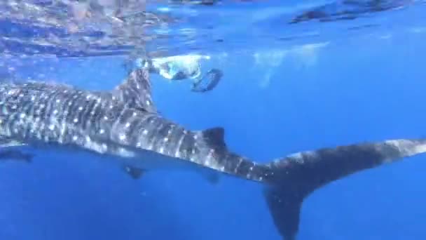 Big whale shark Rhincodon typus feeding on plancton behind boat in Maldives — Stock Video