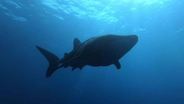 Wielki rekin wielorybi typus karmi się planktonem za łodzią na Malediwach — Wideo stockowe
