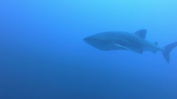 Big whale shark Rhincodon typus feeding on plancton behind boat in Maldives — Stock Video