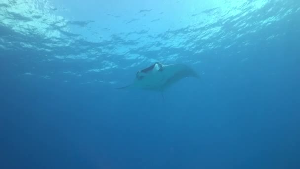 Giant Black Oceanic Manta floating on a background of blue water — Stock Video