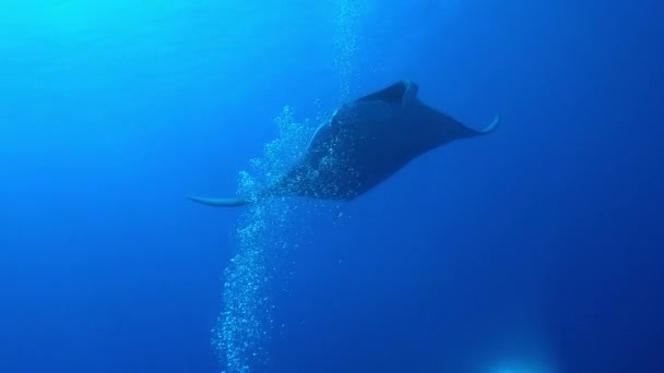 Giant Black Oceanic Manta που επιπλέει σε φόντο γαλάζιου νερού — Αρχείο Βίντεο