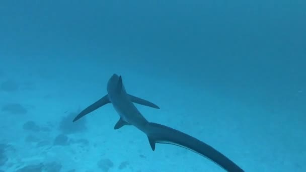 Tiburón zorro pelágico, Alopias pelagicus, nadar bajo el agua en el océano azul. — Vídeos de Stock