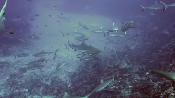 School of blacktip Gray Reef Haai onderwater zwemmen in blauw water in Tuamotu. — Stockvideo